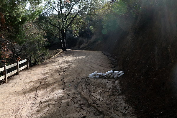 Griffith Park Berlin Forest